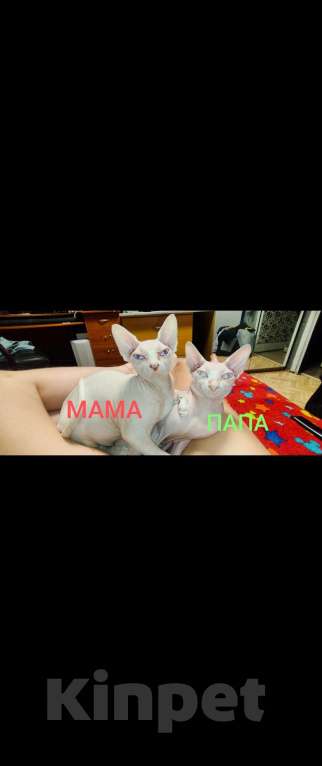 Кошки в Люберцах: Котята канадских сфинксов Мальчик, 5 000 руб. - фото 3