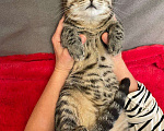 Кошки в Санкт-Петербурге: Леопардовый животик, полосатая спинка Мальчик, Бесплатно - фото 4