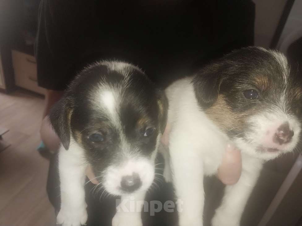 Собаки в других городах Красноярского края: Девочка Девочка, 15 000 руб. - фото 2