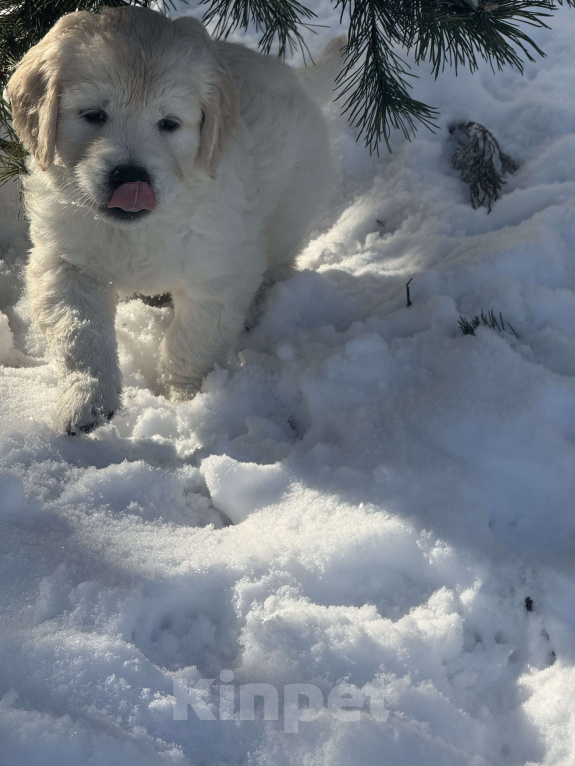 Собаки в других городах Челябинской области: Щенок золотистый ретривер Мальчик, 80 000 руб. - фото 6