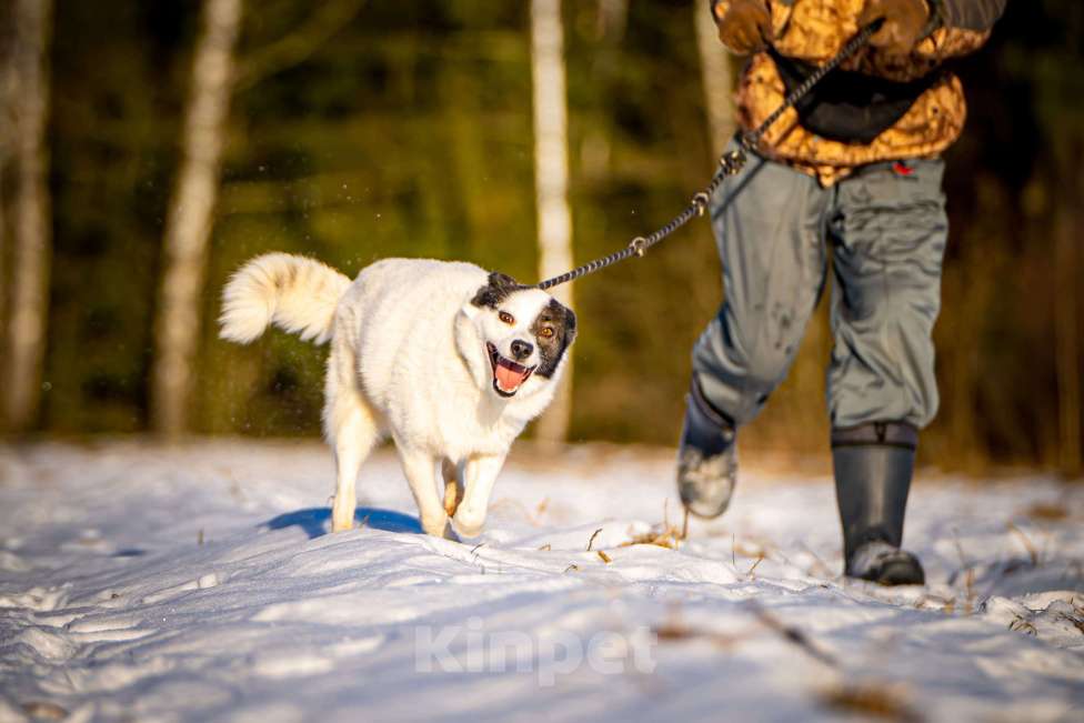 Собаки в Клине: Ласка — озорная попрыгунья Девочка, Бесплатно - фото 4