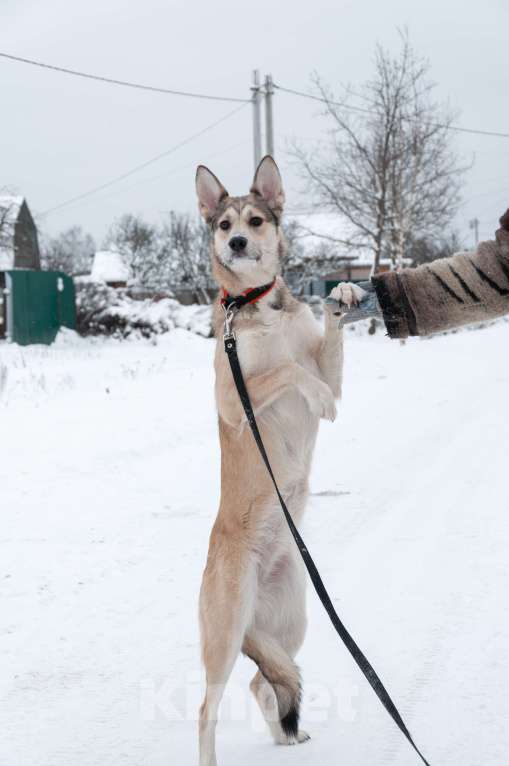 Собаки в Ногинске: Харизма, ум и манеры. Ваша будущая лучшая подруга уже здесь! Девочка, Бесплатно - фото 5