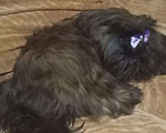 Собаки в Санкт-Петербурге: Принцесса черная Ши-тцу Девочка, 30 000 руб. - фото 3