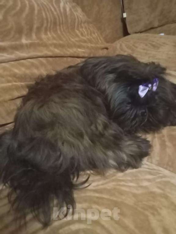 Собаки в Санкт-Петербурге: Принцесса черная Ши-тцу Девочка, 30 000 руб. - фото 3