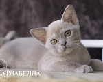 Кошки в Москве: Бурманский котенок Девочка, Бесплатно - фото 1