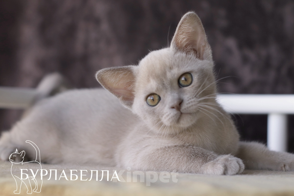 Кошки в Москве: Бурманский котенок Девочка, Бесплатно - фото 1