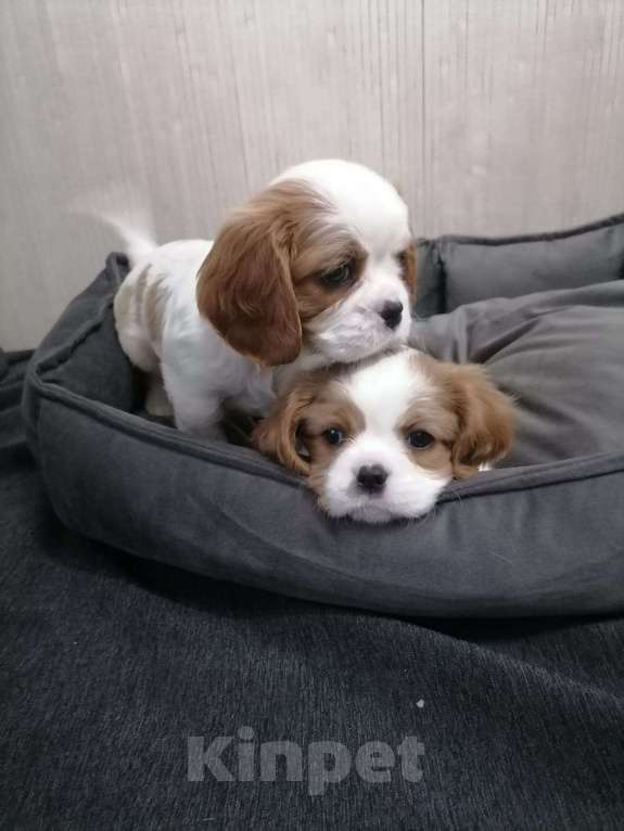 Собаки в Москве: Кавалер Кинг Чарльз спаниель щенки. Девочка, 90 000 руб. - фото 4