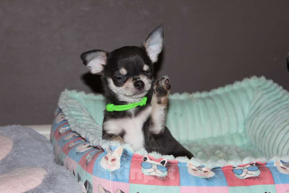 Собаки в Санкт-Петербурге: Шикарный голубой мальчик Мальчик, 50 000 руб. - фото 3