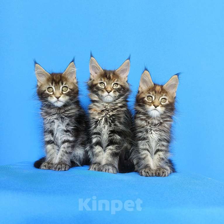 Кошки в Москве: Котята Мейн-Кун Девочки Девочка, 50 000 руб. - фото 7