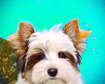 Собаки в Выборге: Продажа Бивер йорк терьер  Мальчик, 40 000 руб. - фото 2