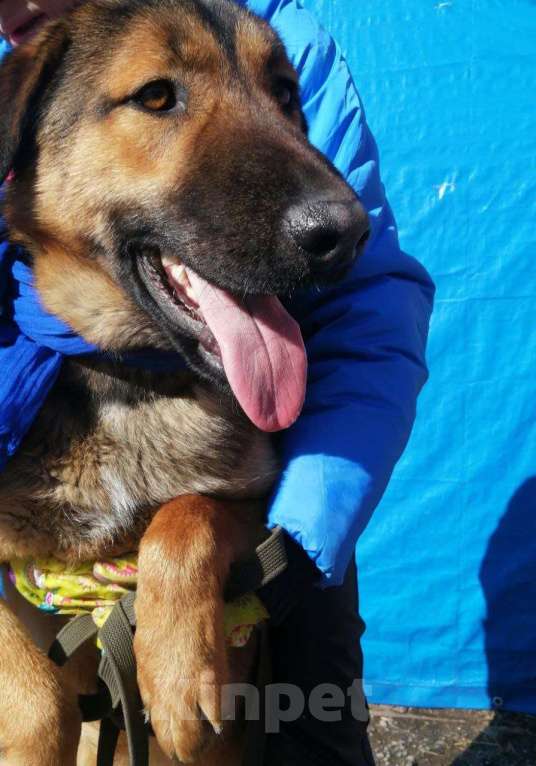 Собаки в Москве: Шериф Великолепный в Хорошие руки! Мальчик, Бесплатно - фото 5