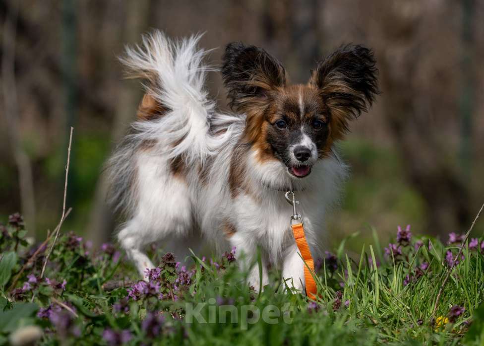Собаки в Новороссийске: Продам щенка папийона (папильона) Мальчик, 40 000 руб. - фото 6