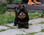 Собаки в Подольске: Щенки йоркширского терьера Мальчик, 60 000 руб. - фото 2
