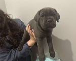 Собаки в других городах Московской области: Щенки кане-корсо Девочка, 45 000 руб. - фото 3
