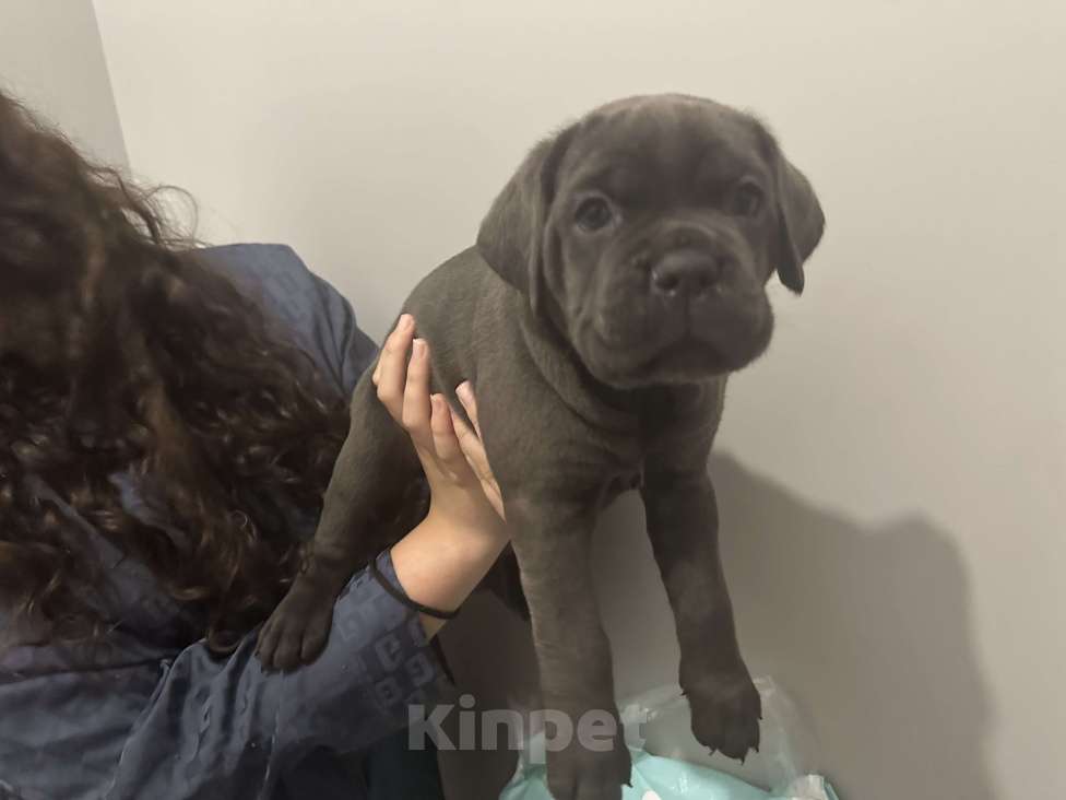 Собаки в других городах Московской области: Щенки кане-корсо Девочка, 45 000 руб. - фото 3