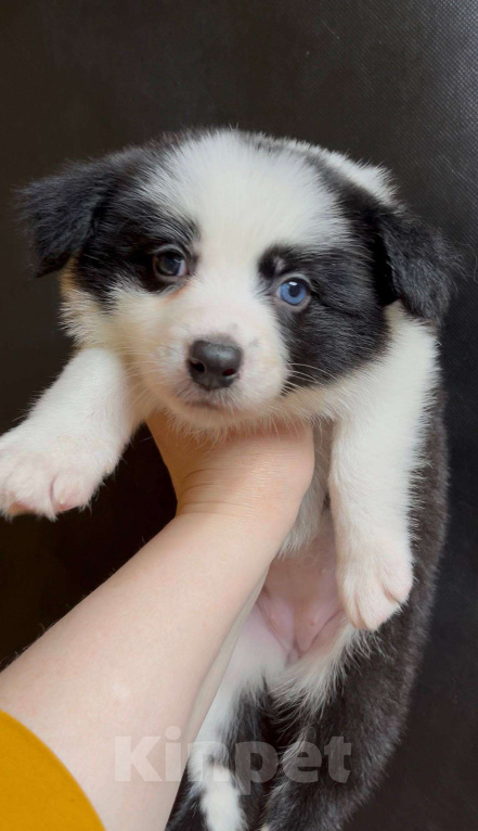 Собаки в других городах Московской области: Бордер колли очаровательная малышка Девочка, 70 000 руб. - фото 1