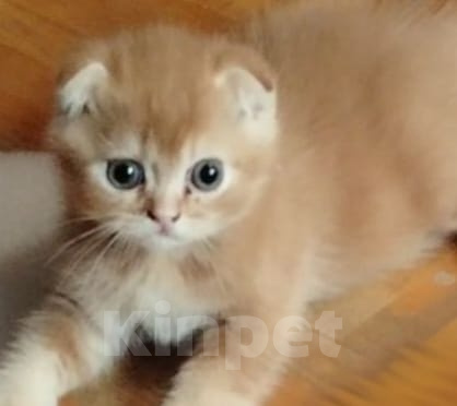 Кошки в Краснодаре: Ласковый игривый котёнок шиншила Мальчик, 15 000 руб. - фото 3