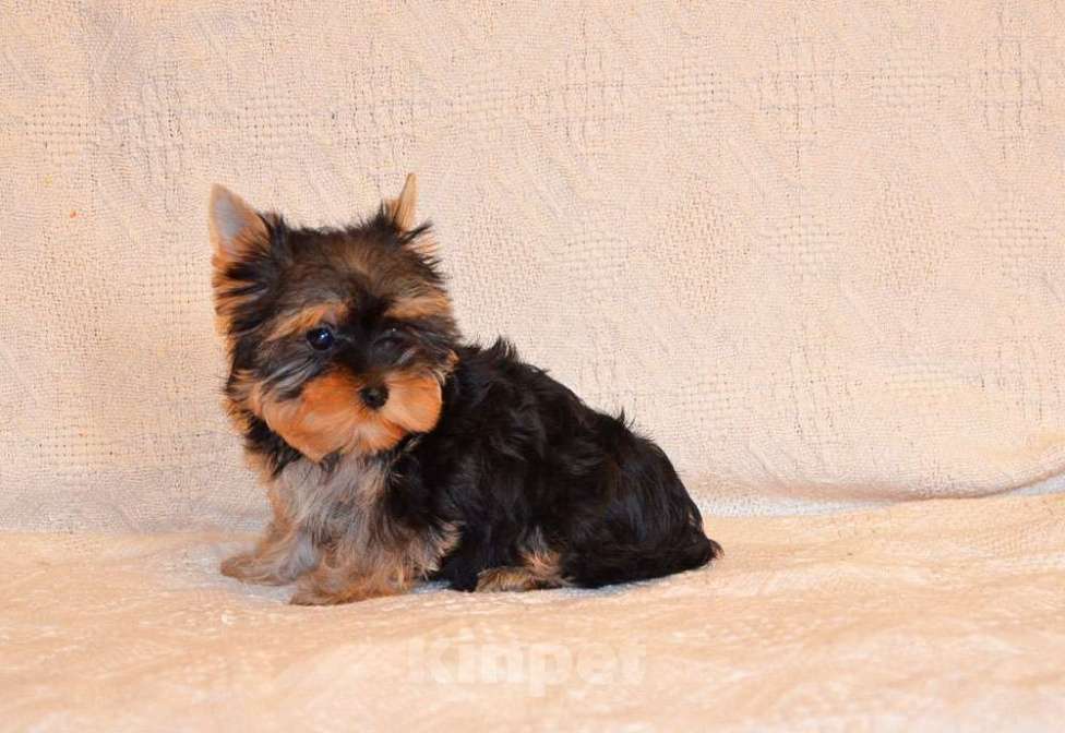 Собаки в Москве: Йоркширский терьер-чудо в ваш дом Разнополые, 20 000 руб. - фото 2