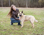 Собаки в Москве: Гвен, 2 года - собака-компаньон Девочка, Бесплатно - фото 4