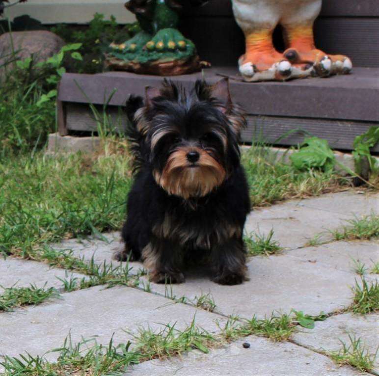 Собаки в Подольске: Щенки йоркширского терьера Мальчик, 60 000 руб. - фото 2