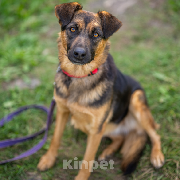 Собаки в Москве: Шоколадка Девочка, Бесплатно - фото 2