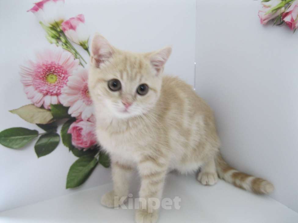 Кошки в Ставрополе: Котята мраморята Мальчик, 10 000 руб. - фото 5