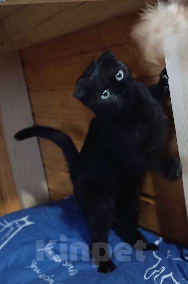 Кошки в Москве: Грациозная Соня ищет дом Девочка, Бесплатно - фото 3