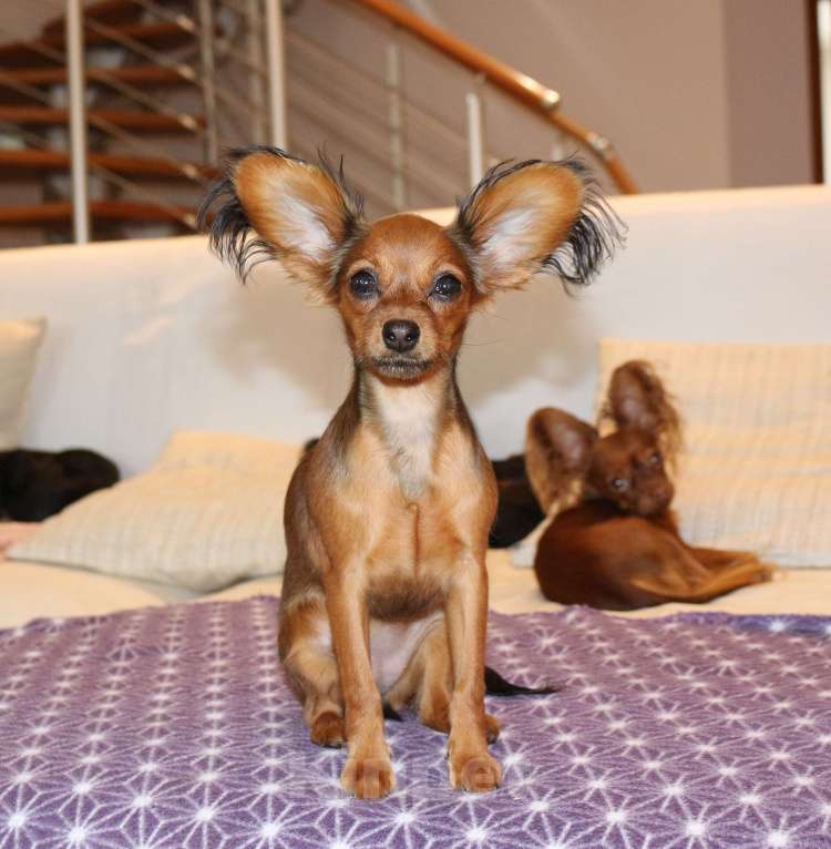 Собаки в Москве: Подрощенная красотка Русский той Девочка, 85 000 руб. - фото 1