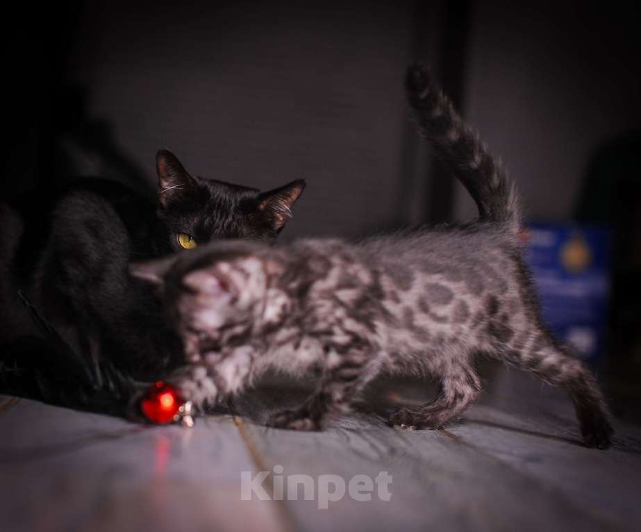 Кошки в Москве: Черный бенгал пантерка Девочка, 60 000 руб. - фото 2