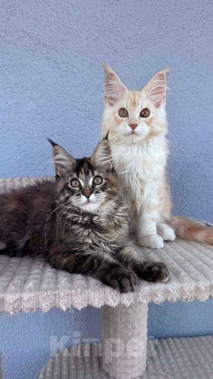 Кошки в Кудрово: Котенок мейн-кун, девочка , шейдед линия, в разведение Девочка, 65 000 руб. - фото 5