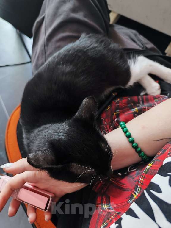 Кошки в Новомосковске: Найден котенок мальчик  Мальчик, Бесплатно - фото 2