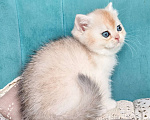 Кошки в Воронеже: Серебристая шиншилла Девочка, 35 000 руб. - фото 4