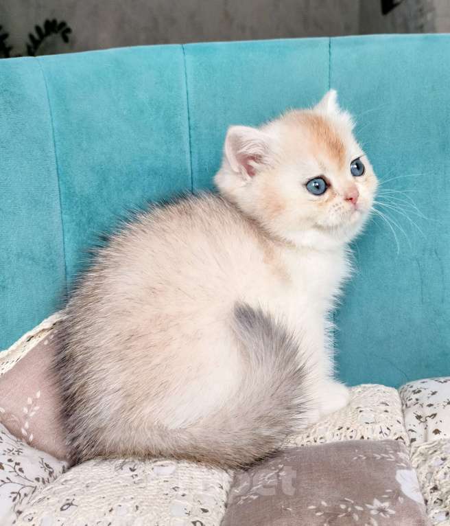 Кошки в Воронеже: Серебристая шиншилла Девочка, 35 000 руб. - фото 4