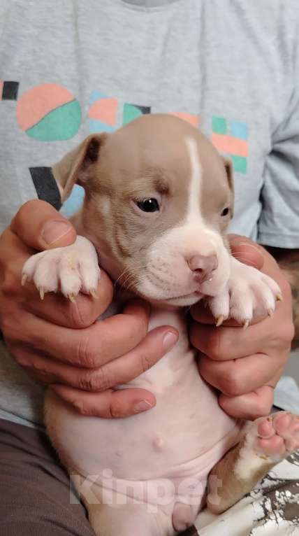 Собаки в Кинели: Американский булли Классик⬆️XL⬇️ Мальчик, Бесплатно - фото 1