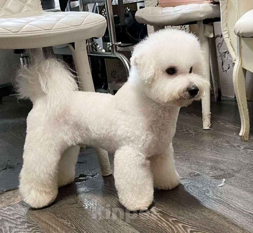 Собаки в Москве: мальчик Мальчик, 100 000 руб. - фото 3