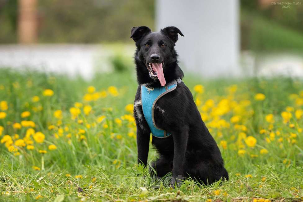 Собаки в Москве: Оникс - отгоняет от себя весь негатив Мальчик, Бесплатно - фото 8