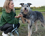 Собаки в Волоколамске: Собака-компаньон, приучена к домашней жизни Девочка, Бесплатно - фото 4