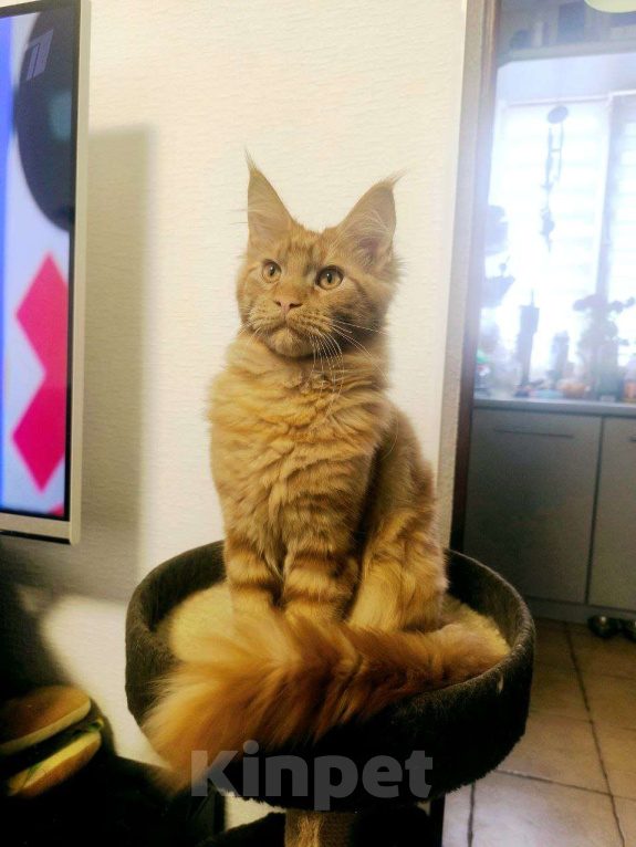 Кошки в Симферополе: Котята мейн-кун Мальчик, 25 000 руб. - фото 3