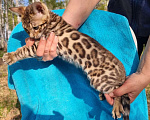 Кошки в Кемерово: Котенок  маленький  домашний  леопард Мальчик, 15 000 руб. - фото 4