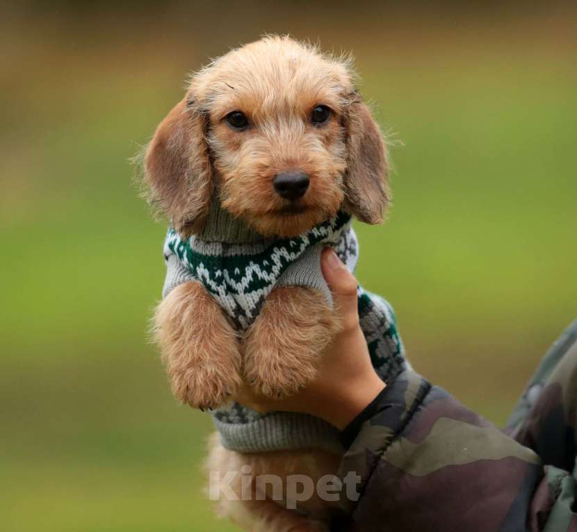 Собаки в Санкт-Петербурге: Щенки жш таксы. Питомник РКФ Девочка, 45 000 руб. - фото 3