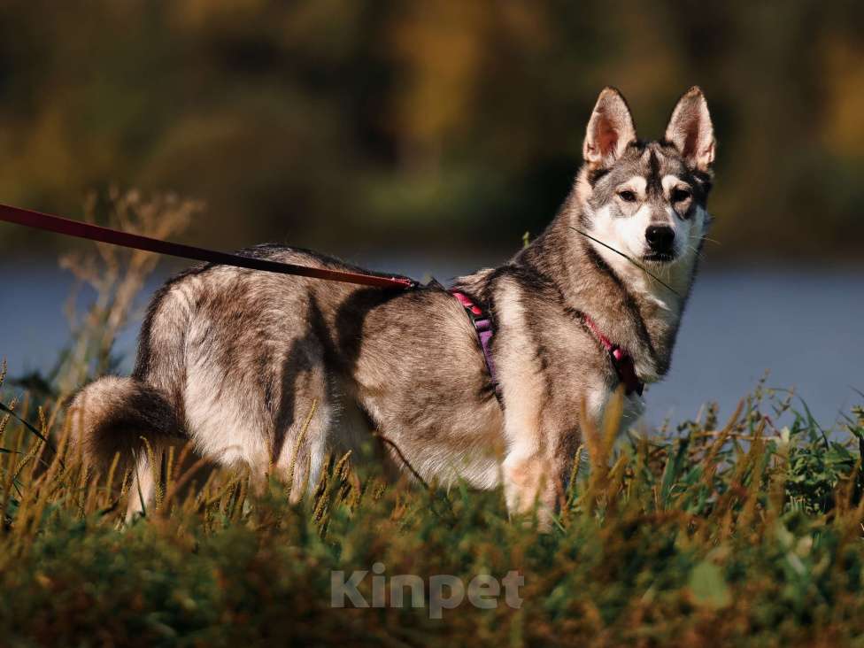 Собаки в Москве: Метис Хаски в добрые руки Мальчик, 99 руб. - фото 2