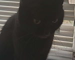 Кошки в других городах Московской области: Кошка чёрная Девочка, Бесплатно - фото 1