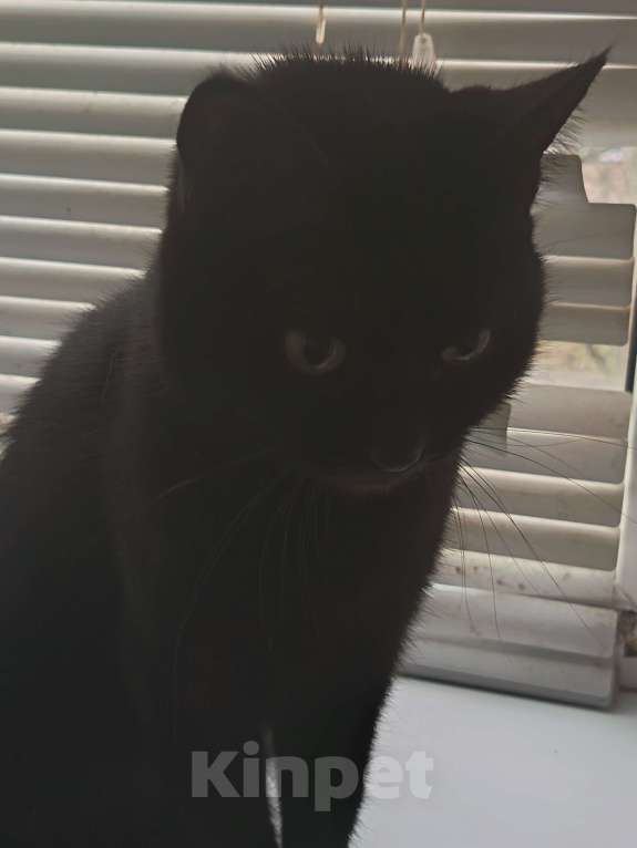 Кошки в других городах Московской области: Кошка чёрная Девочка, Бесплатно - фото 1