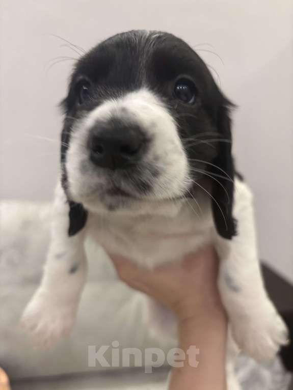 Собаки в Ногинске: Русский охотничий спаниель щенки Девочка, 15 000 руб. - фото 2