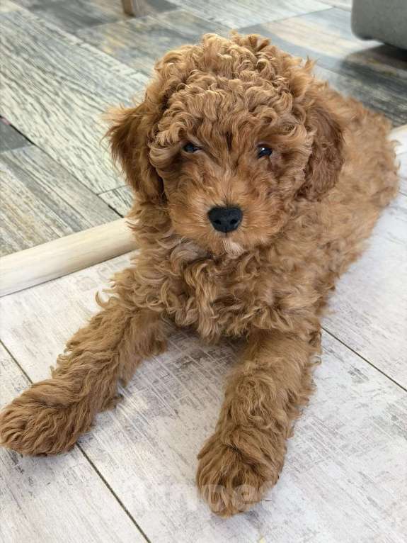 Собаки в Казани: Мальтипу щенки Мальчик, Бесплатно - фото 1