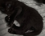 Кошки в Батайске: Котята в добрые руки Мальчик, Бесплатно - фото 1