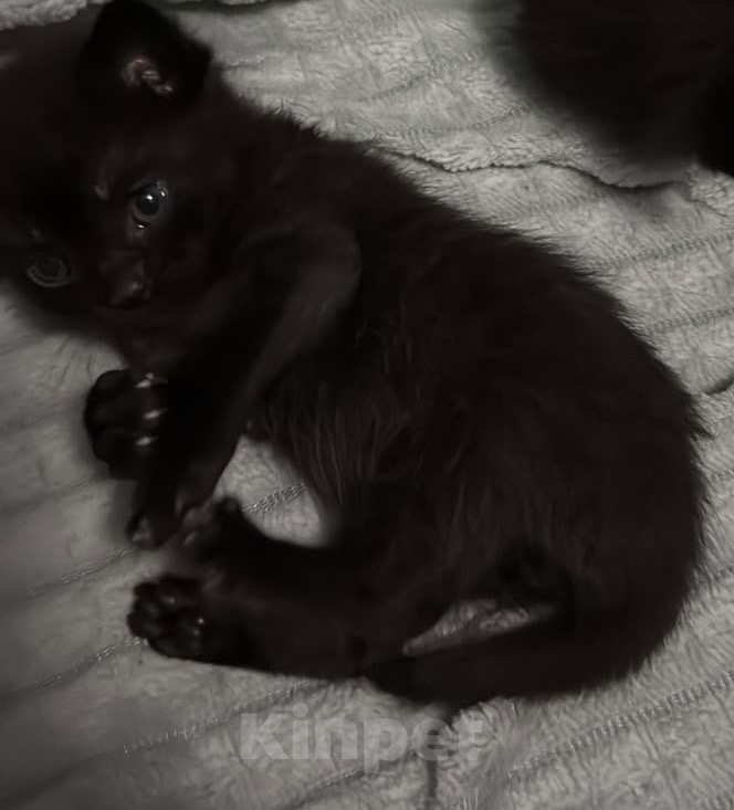 Кошки в Батайске: Котята в добрые руки Мальчик, Бесплатно - фото 1