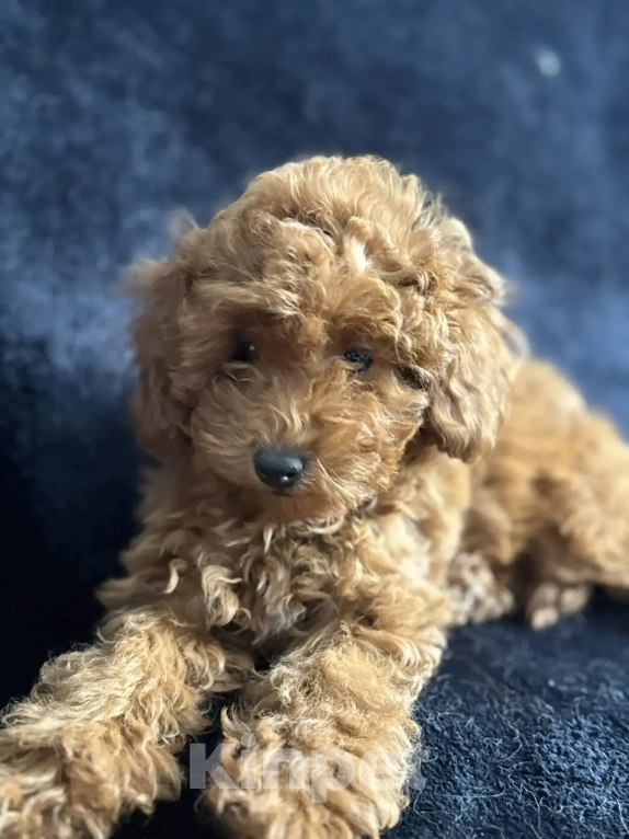 Собаки в Москве: Пудель той и карликовый мальчики и девочка Девочка, 70 000 руб. - фото 6