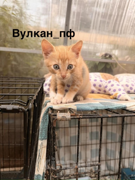 Кошки в Санкт-Петербурге: Рыжий котенок (2-3 мес) Вулкан в добрые руки Мальчик, Бесплатно - фото 3