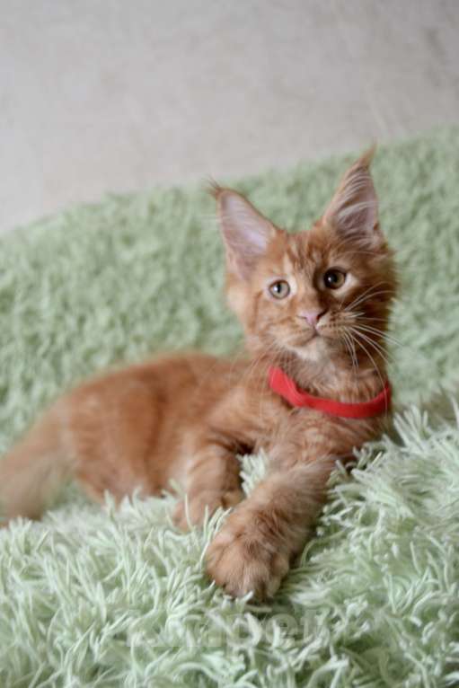Кошки в Иркутске: Котята мейн-кун. Красного окраса Мальчик, 30 000 руб. - фото 4